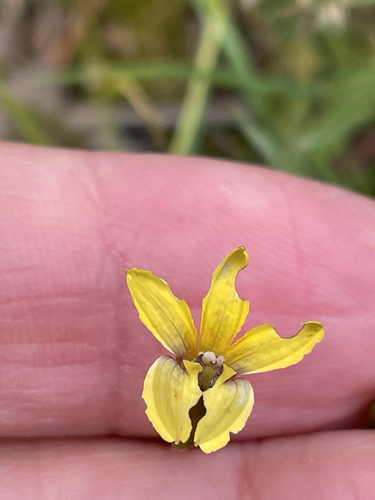 Goodenia paradoxa observed 2026-10-27