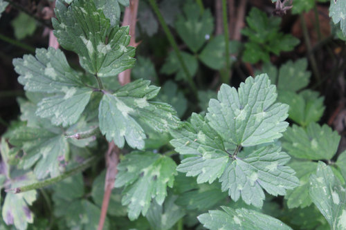 Ranunculus repens observed 2026-10-26