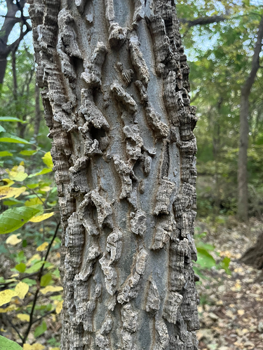 Celtis occidentalis observed 2026-10-26