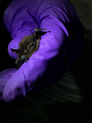 Myotis californicus