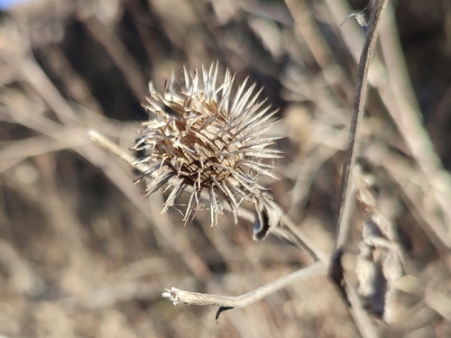 Arctium lappa observed 2026-10-26