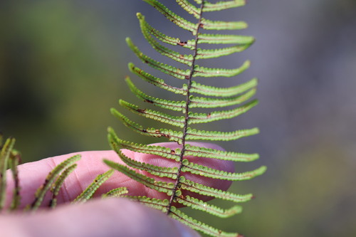Gleichenia dicarpa observed 2026-10-24