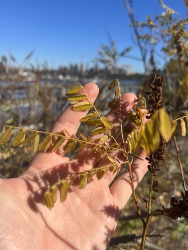 Amorpha fruticosa observed 2026-10-26
