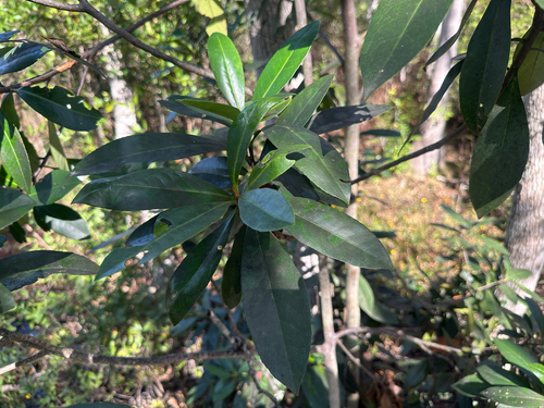 Lasianthus observed 2026-10-26