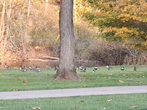 Branta canadensis observed 2026-10-26