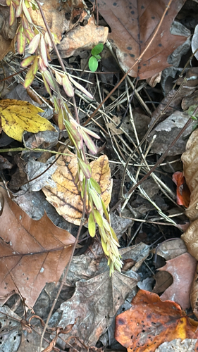 Lespedeza cuneata observed 2026-10-26