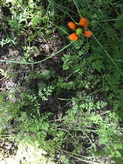 Papaver heterophyllum