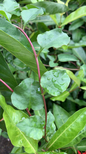 Anredera cordifolia observed 2026-10-27