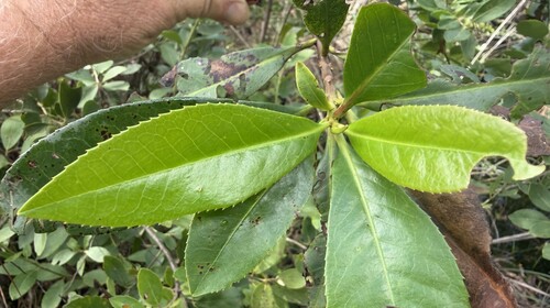Lasianthus observed 2026-10-26