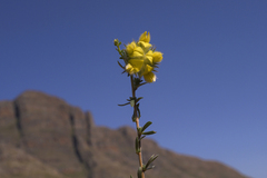 Aspalathus tridentata