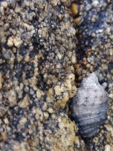 Plicopurpura columellaris observed 2026-10-26
