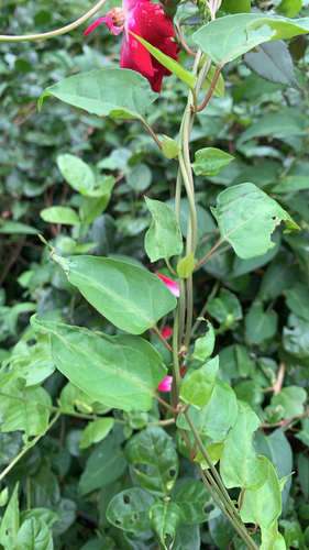 Reynoutria multiflora observed 2026-10-27