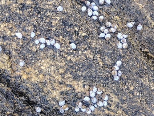Littorina observed 2026-10-26