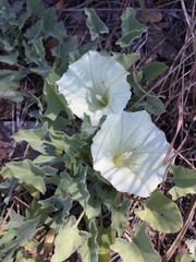 Calystegia collina venusta
