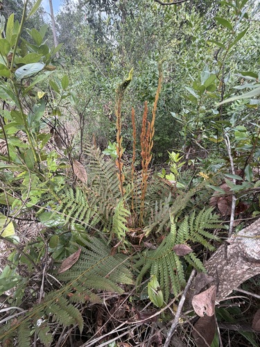 Osmundastrum cinnamomeum observed 2026-10-26
