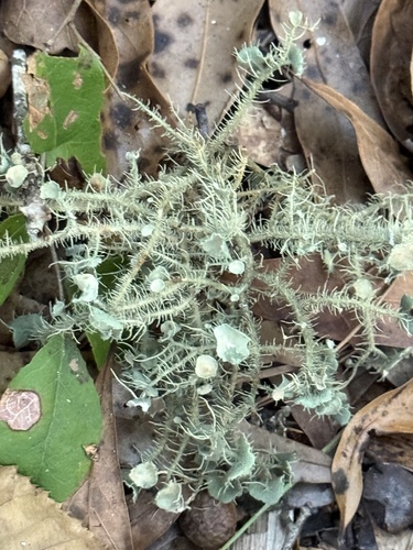 Usnea observed 2026-10-26