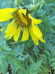 Wyethia helenioides