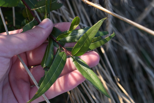 Salix nigra, 2026-10-26