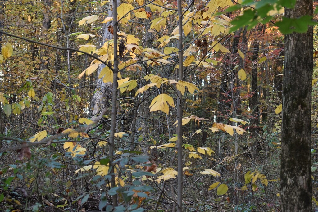 A photograph from Oct 26, 2026, about 35 miles from Ledges Overlook, where the observer’s point is approximate.