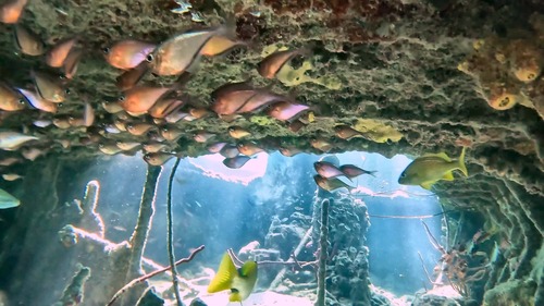 Pempheris observed 2026-10-26