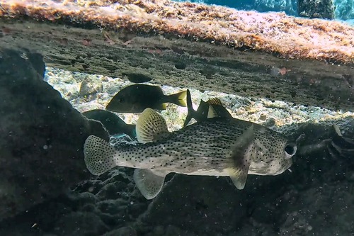 Diodon hystrix observed 2026-10-26