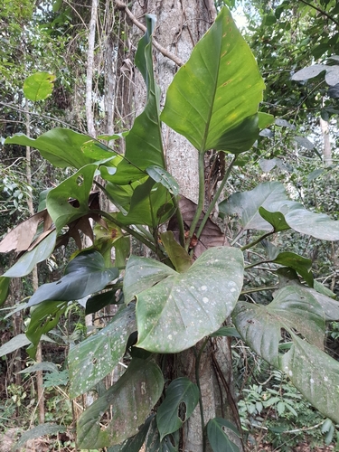 Philodendron observed 2026-10-26