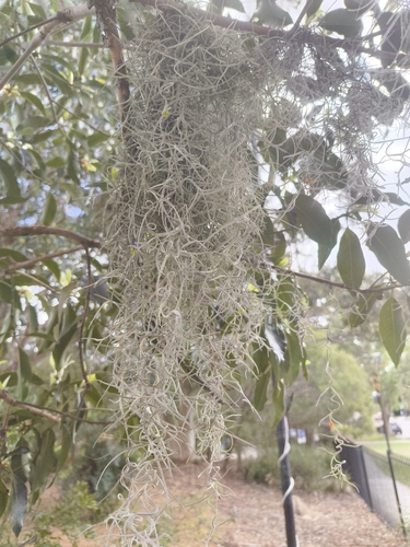 Tillandsia usneoides observed 2026-10-27