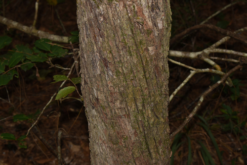 Ostrya virginiana, 2026-10-25