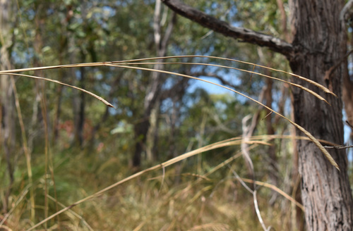 Heteropogon triticeus observed 2026-08-25