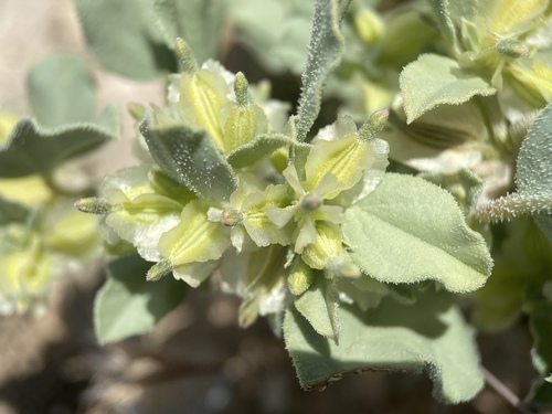 Desert wing-fruit (Acleisanthes nevadensis)