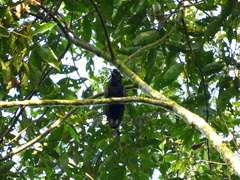 Cephalopterus penduliger
