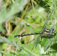 Phanogomphus kurilis