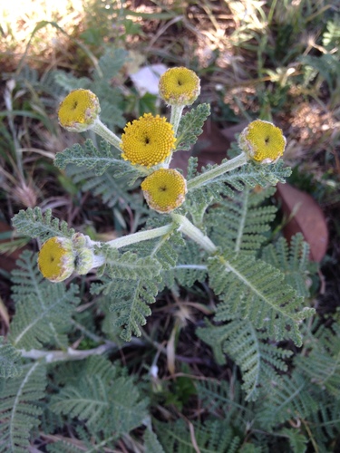 dune tansy