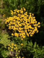 Achillea ageratum