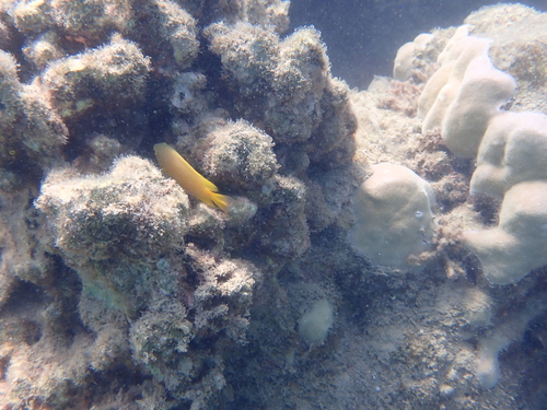 Pomacentrus moluccensis observed 2026-10-19