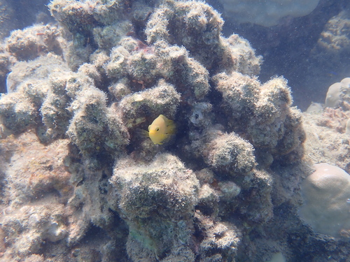 Pomacentrus moluccensis observed 2026-10-19