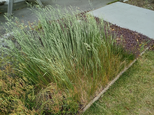 Festuca rubra observed 2026-10-27