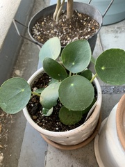 Pilea peperomioides