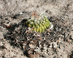 Echinofossulocactus phyllacanthus