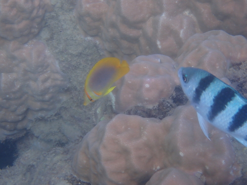 Chaetodon aureofasciatus observed 2026-10-19