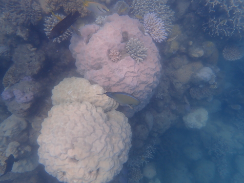 Acanthurus blochii observed 2026-10-19