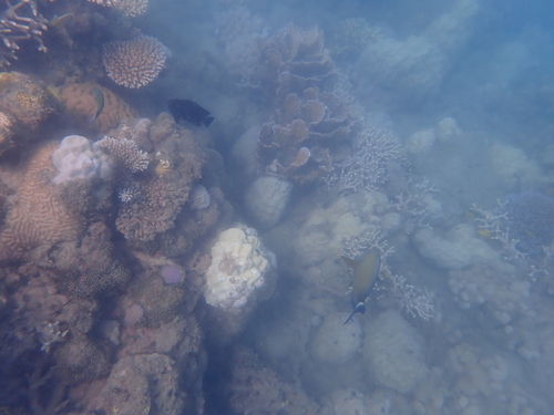 Acanthurus blochii observed 2026-10-19