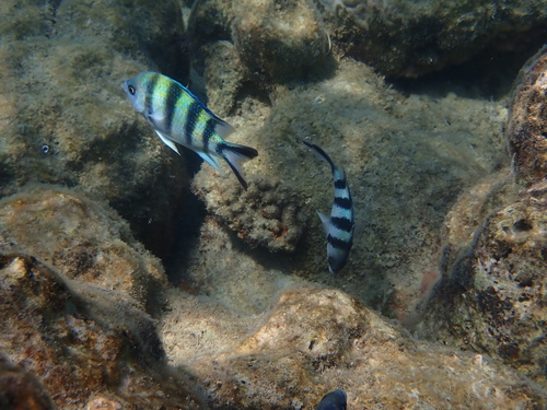 Abudefduf sexfasciatus observed 2026-10-26