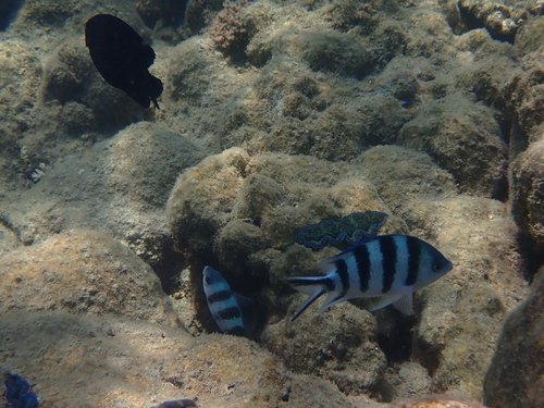 Abudefduf sexfasciatus observed 2026-10-26