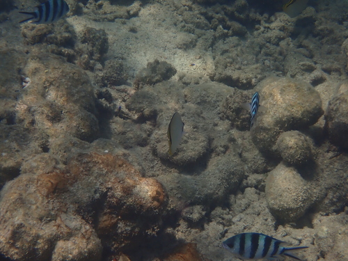 Chaetodon vagabundus observed 2026-10-26