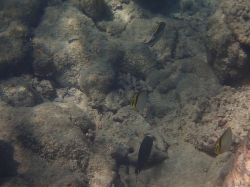 Chaetodon vagabundus observed 2026-10-26