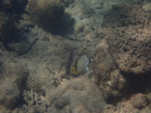 Chaetodon vagabundus observed 2026-10-26