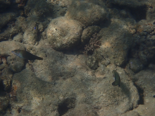 Hemigymnus melapterus observed 2026-10-26