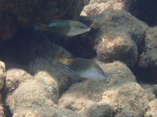 Hemigymnus melapterus observed 2026-10-26