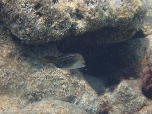 Hemigymnus melapterus observed 2026-10-26